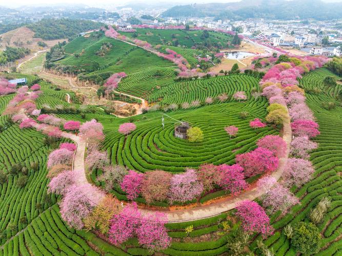 南漳雷坪村千亩茶园春季景色