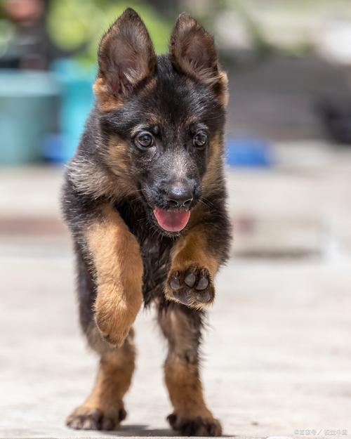 主人抱三个月幼犬在街头看人流