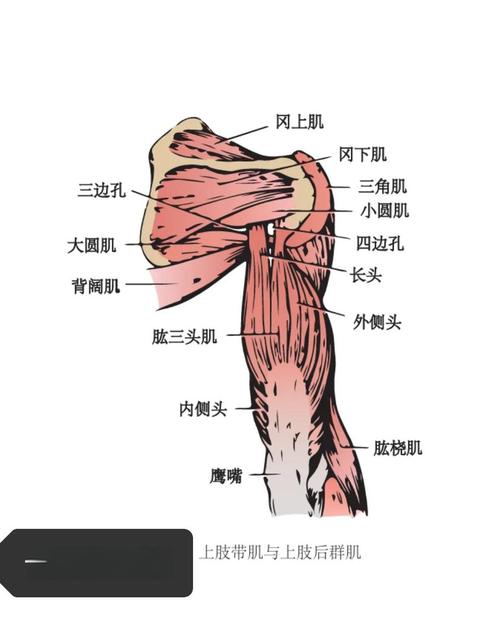 色彩鲜艳的大脑联觉记忆法示意图