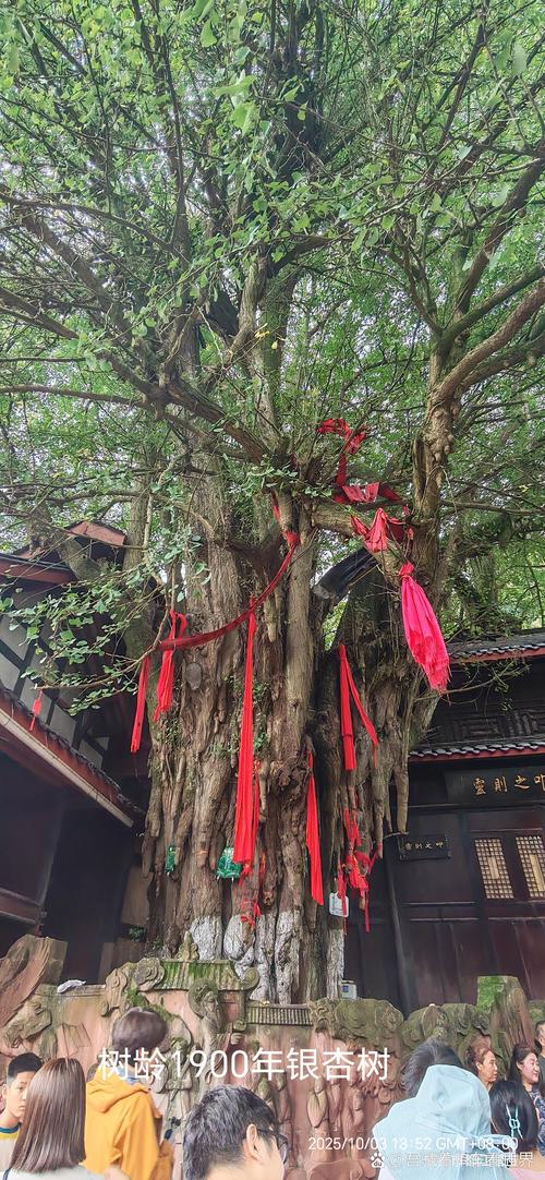 青城山天师洞千年古银杏树景观