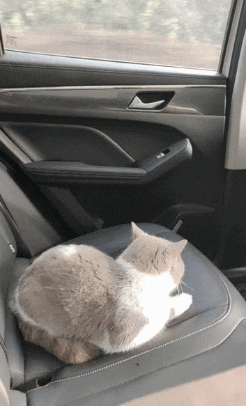 猫咪坐车晕车应激蜷缩实拍