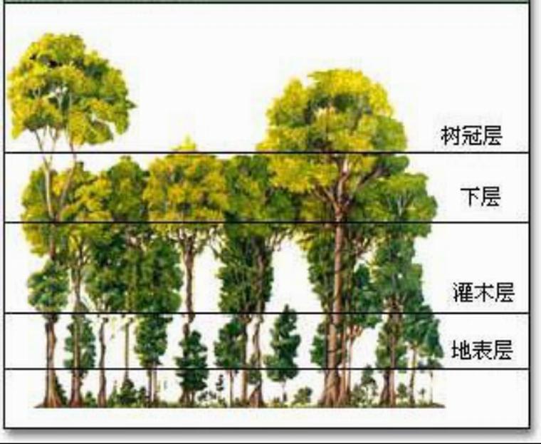 热带雨林冠层分层示意图