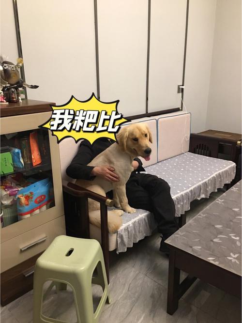 剃了板寸的金毛趴在布艺沙发上沾满短毛的实拍图