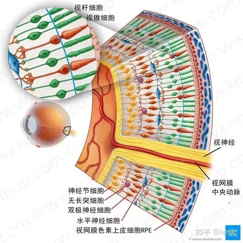 AI视网膜图像分析示意图