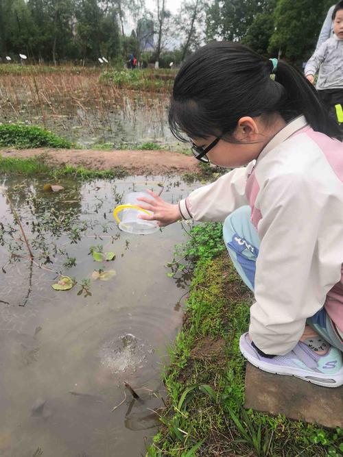 城市公园淡水浅滩儿童蹲看蝌蚪实拍