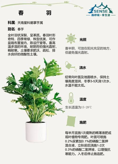 🌱 绿植养护与搭配技巧