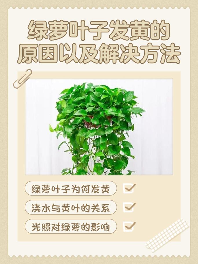 ❓ 为什么绿萝老是黄叶？是不是该施肥了？