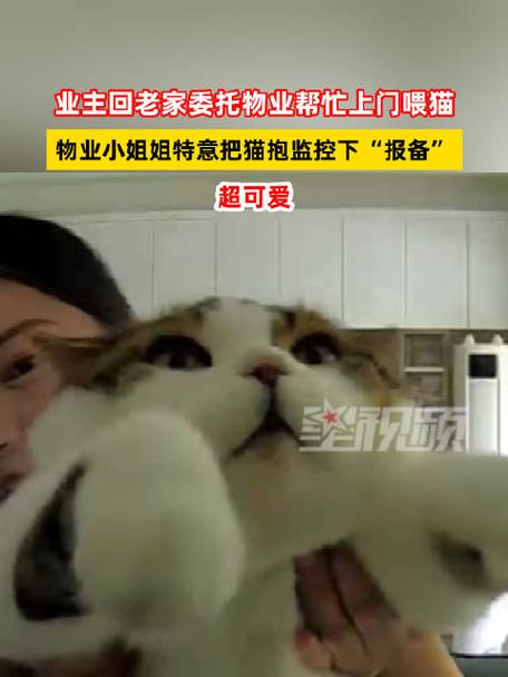 上门喂猫家庭实时监控安装实拍图