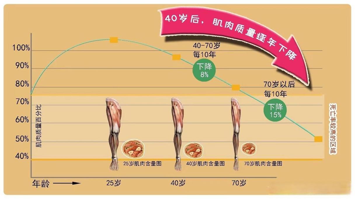 老年肌少症正常人与患者肌肉量对比示意图