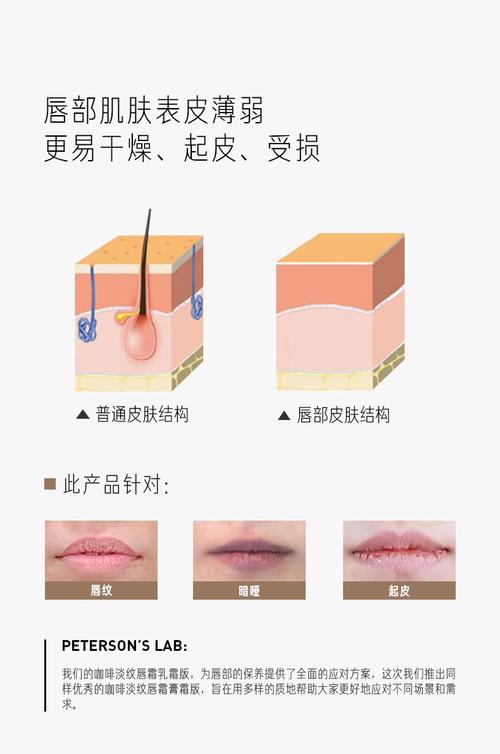 唇部皮肤与面部皮肤结构对比图