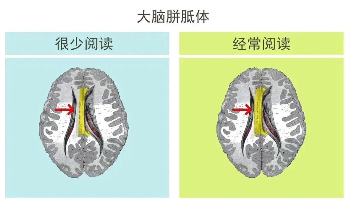 深度阅读与碎片化阅读大脑对比示意图