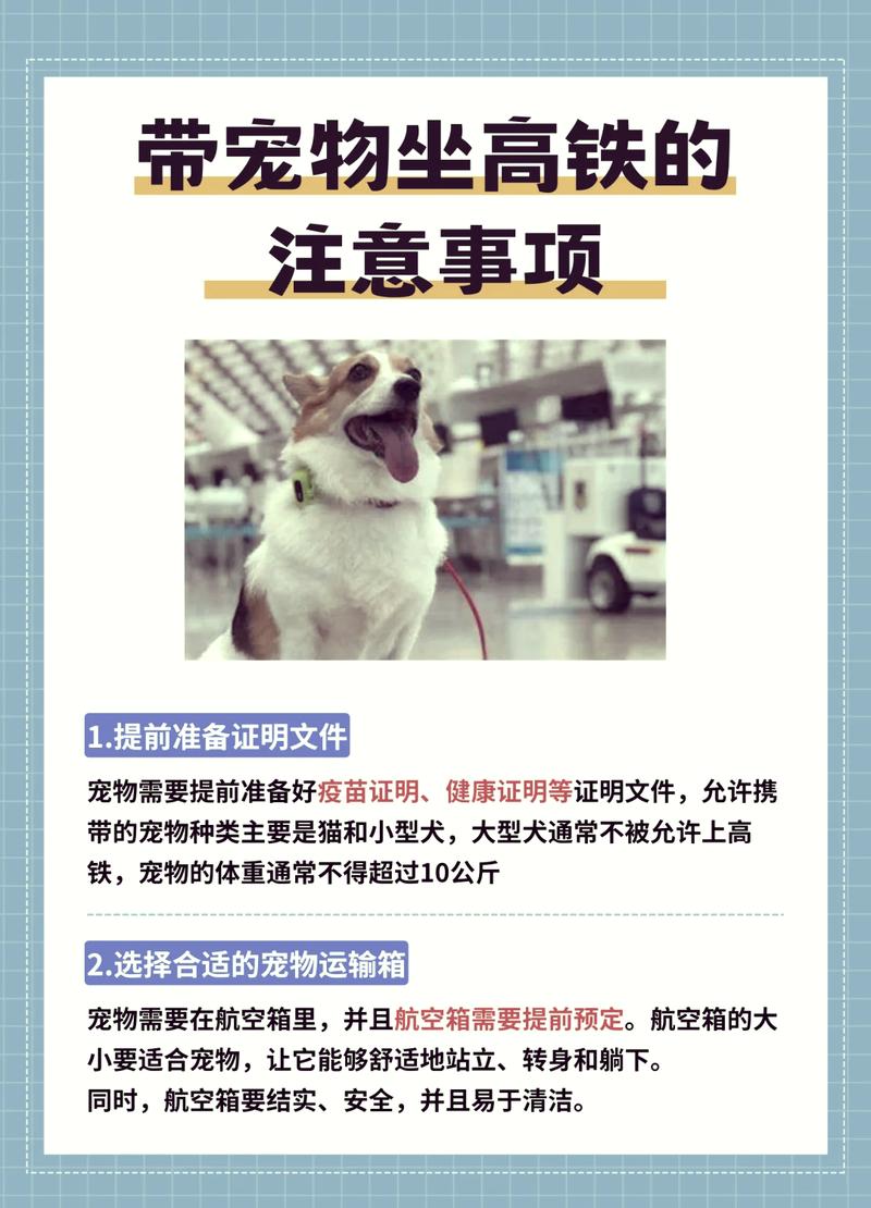 普通人也能做到的宠物坐车安全指南