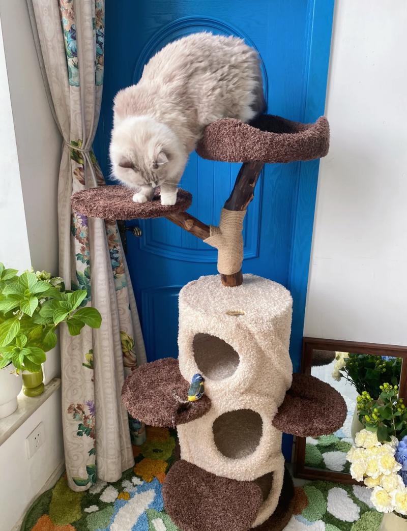 那些被你闲置的猫爬架，其实只是没摆对地方