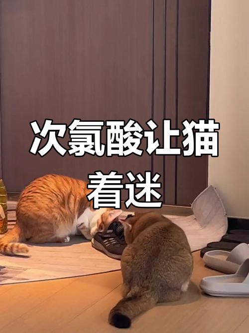 次氯酸喷雾对着宠物猫喷的错误操作实拍