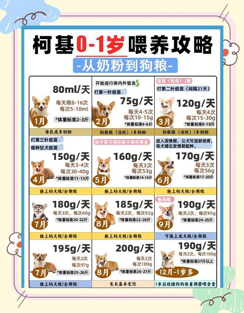 不同体重柯基每日喂食量参考对比表