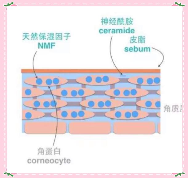 神经酰胺修护皮肤屏障原理示意图