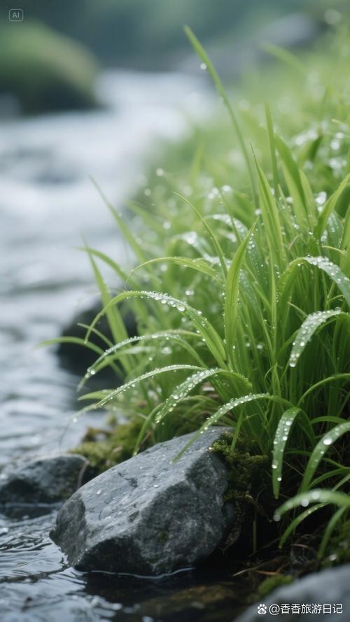 杭州西湖白堤清晨露水珠草叶