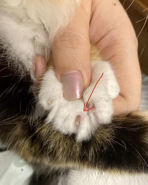 猫咪应激过度舔毛导致脚趾秃斑实拍