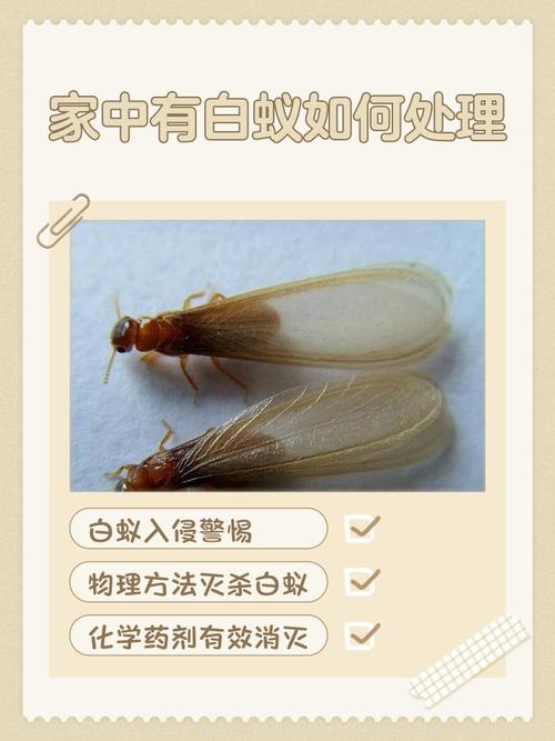 为什么治个白蚁还要动刑法?