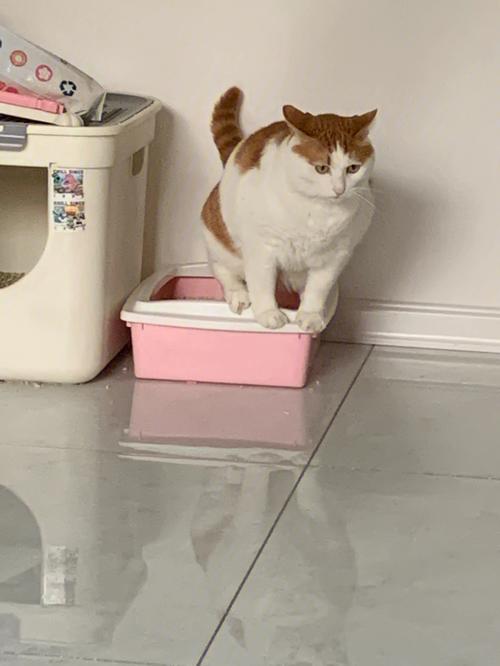16岁老年橘猫蹲在猫砂盆门口发呆