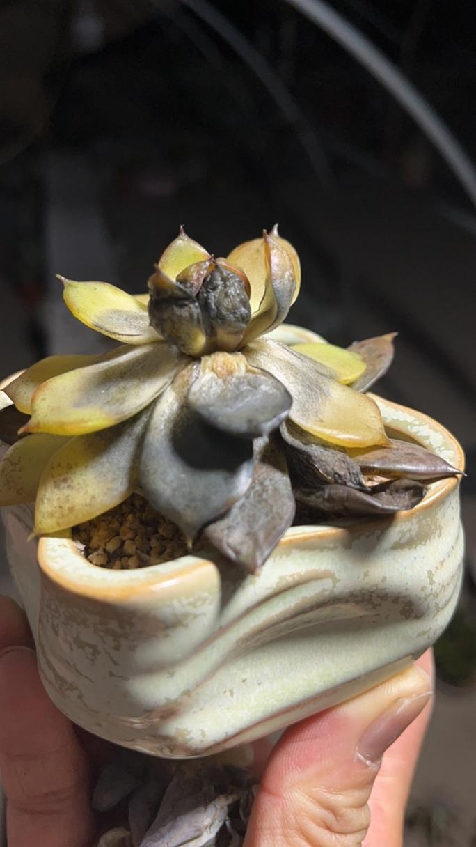 多肉植物黑腐化水特写图