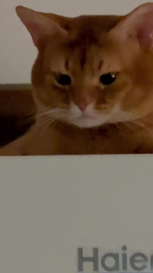 橘猫蹲在家庭冰箱顶俯视人类照片