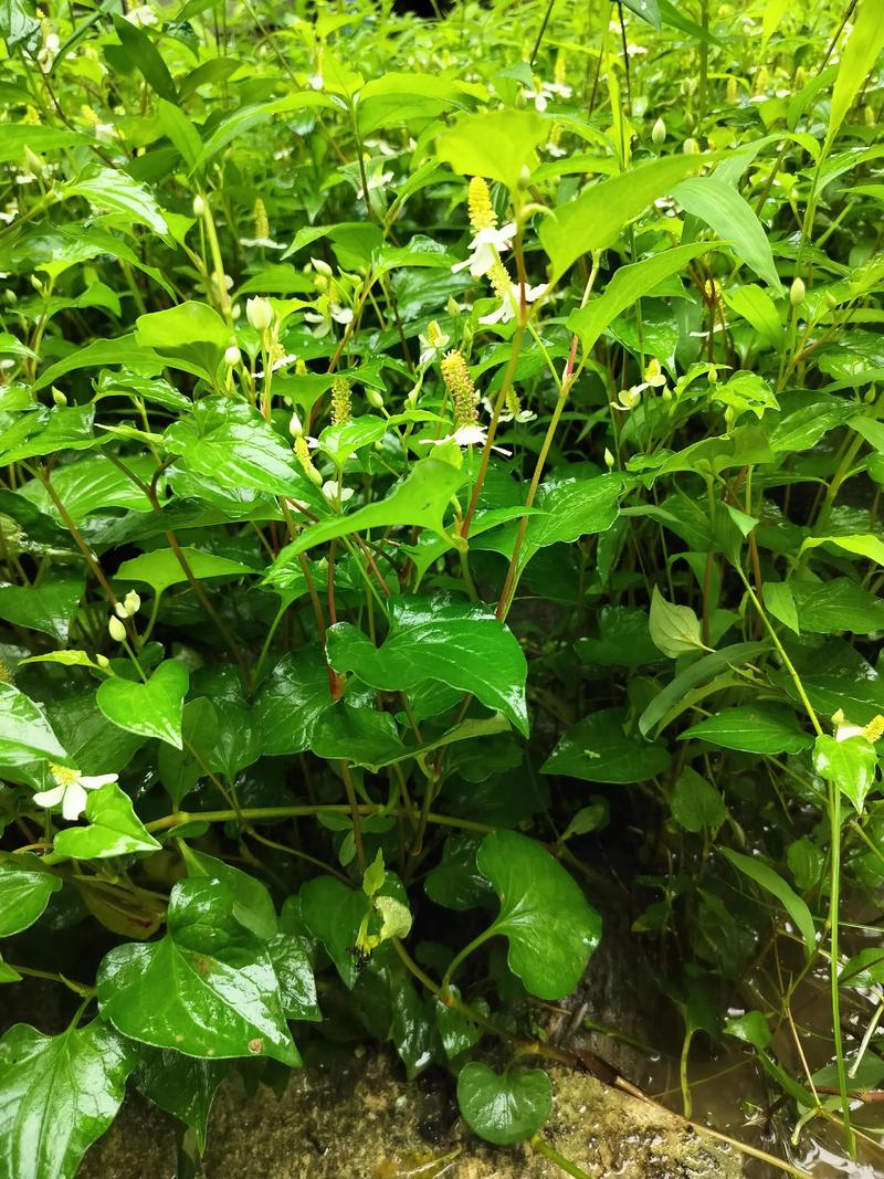云南山区野生鱼腥草植株特写
