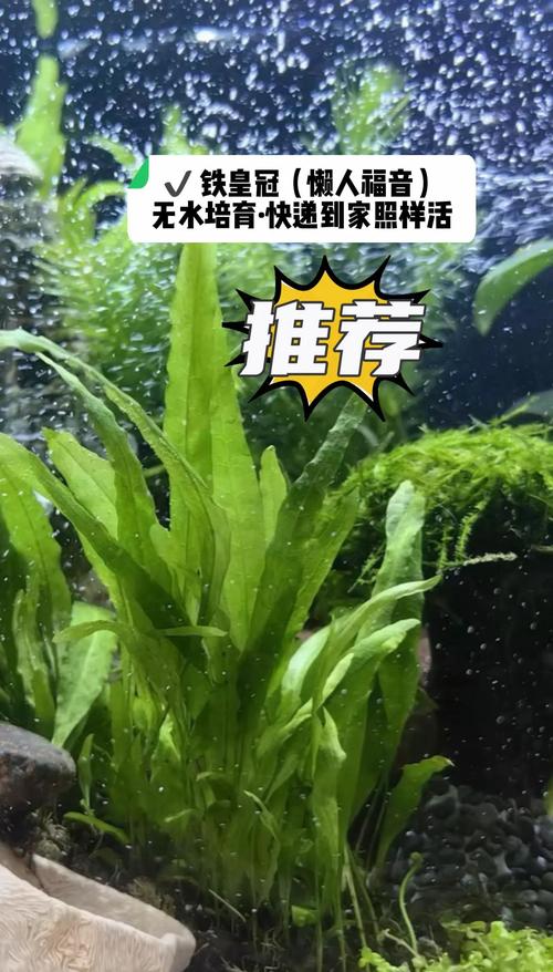 有些水草千万别碰——过来人的黑名单