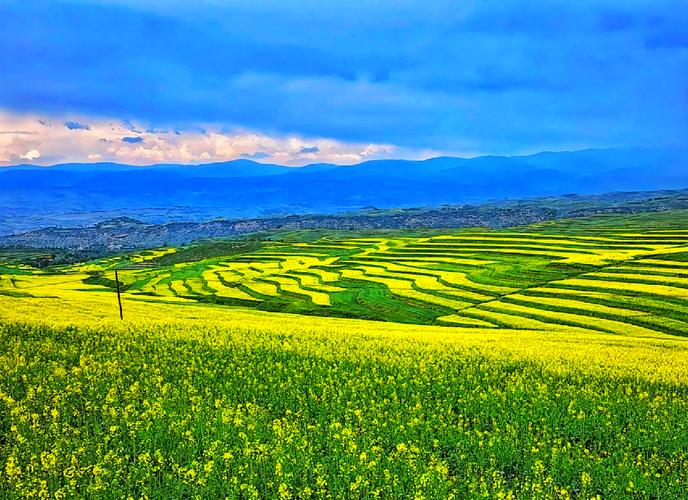 青海湖七月湖边油菜花湖景