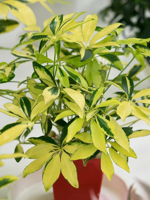 观叶植物和开花植物，要的不是一种东西