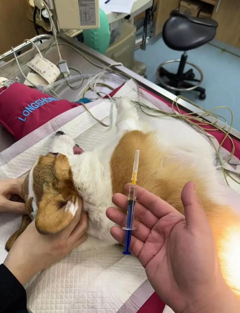 正规宠物医院狗狗绝育术后护理场景