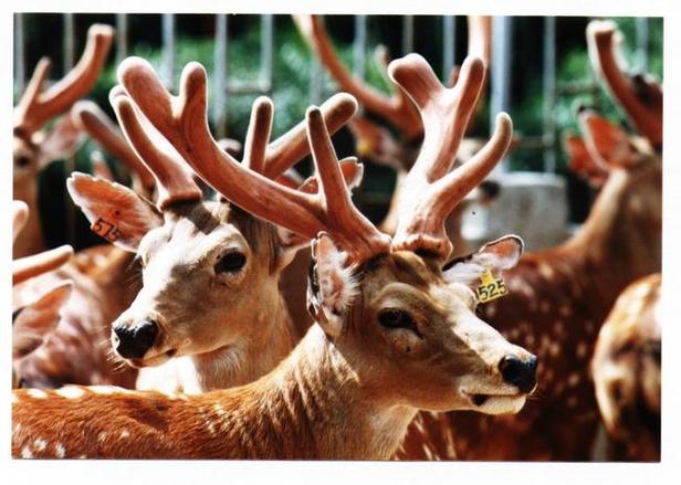 鹿茸:利益与伦理的拉锯战