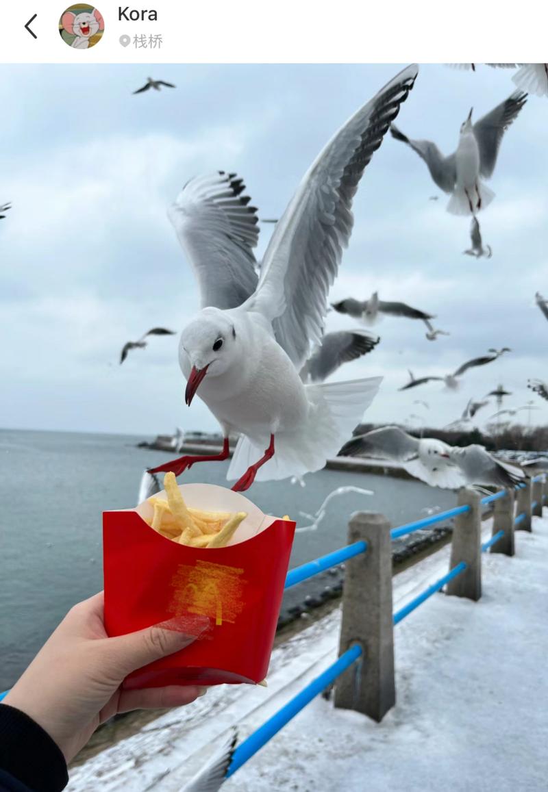 海鸥抢食英国海滨城市游客薯条