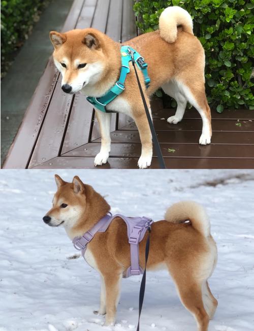 错误佩戴胸背带卡狗狗脖子实拍