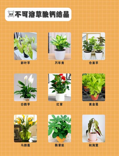 家庭常见对宠物有毒植物摆放图