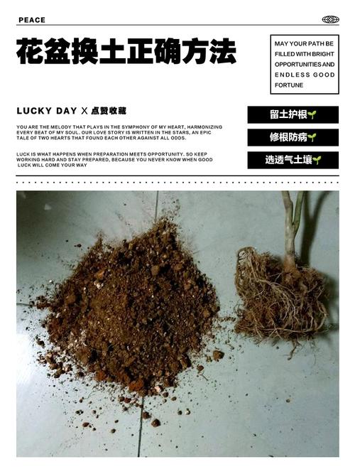 阳台盆栽换盆换下的结块旧花土