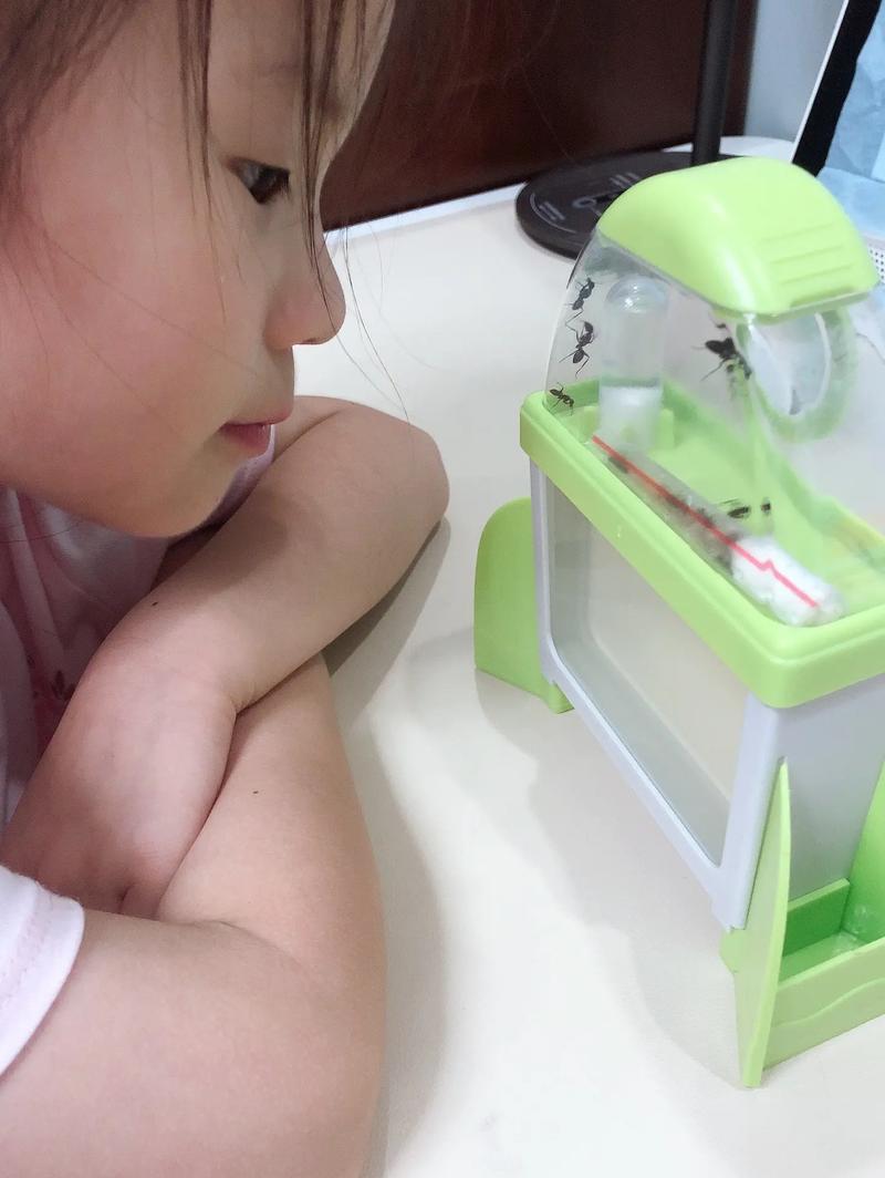 长期主义育儿孩子观察自然蚂蚁场景