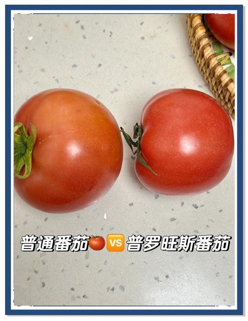 基因编辑番茄与普通番茄对比图