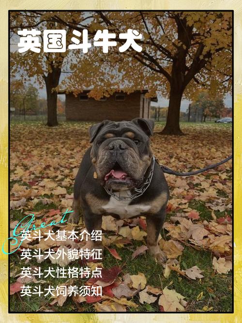 百年间英国斗牛犬头骨变化对比图