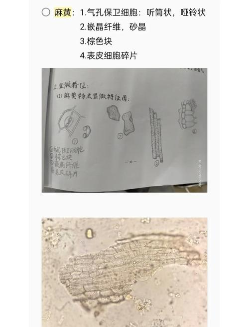 那些你以为的“粉末”,其实是精巧的鳞片
