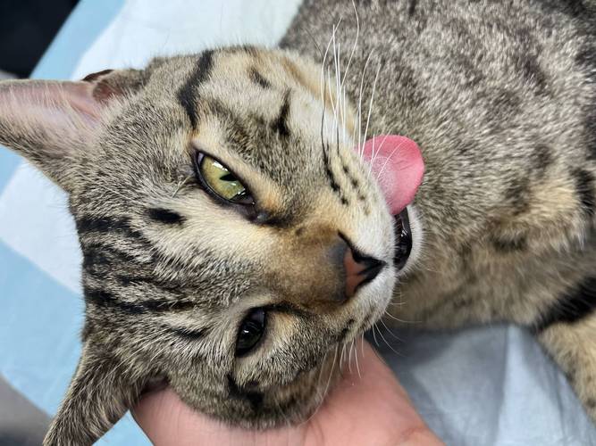 家养英短公猫发情贴门蹲坐实拍
