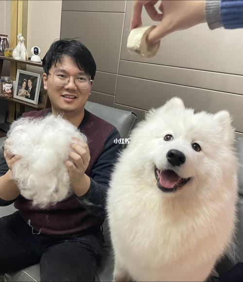 居家主人给萨摩耶梳毛日常场景