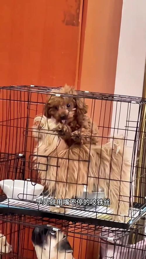 狗狗在笼子里扒铁丝门爪子发红的实拍图