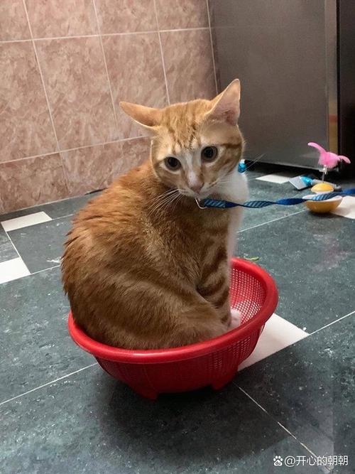 橘猫蹲在半满的膨润土猫砂盆里歪头发呆