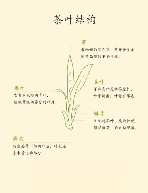 干茶叶疏松多孔微观结构示意图