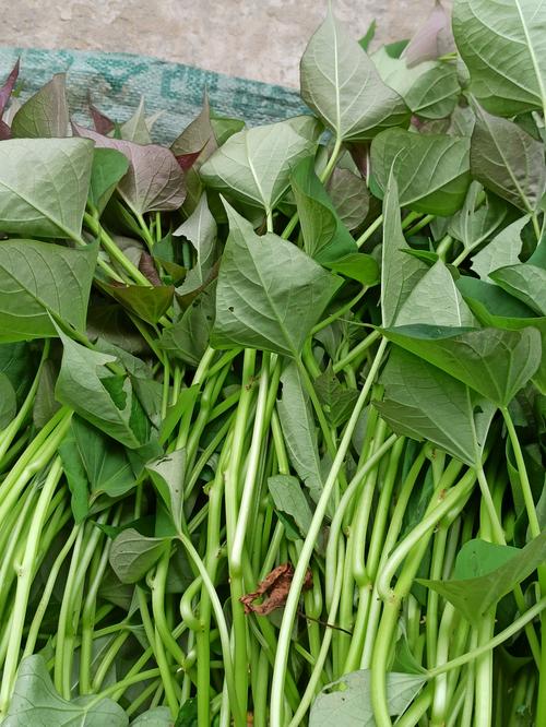 摘除烂叶后的新鲜绿叶菜整理图