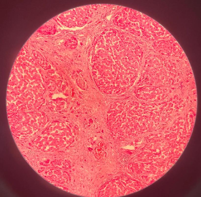 生物医药类器官显微镜图