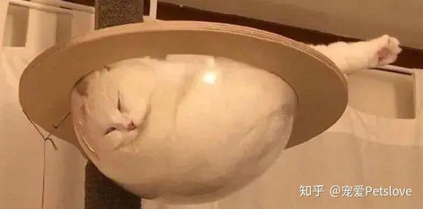 搞笑诺贝尔奖颁奖现场科学家展示液体猫