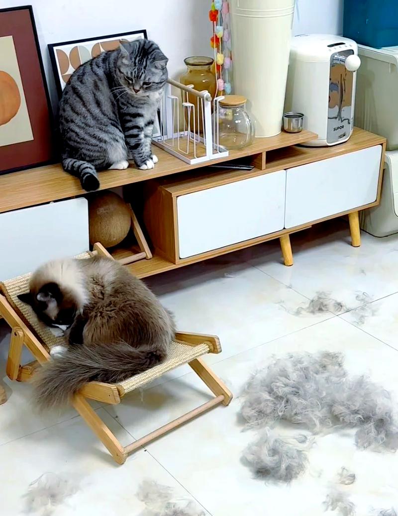 宠物猫咪换毛期掉落在布艺沙发的猫毛