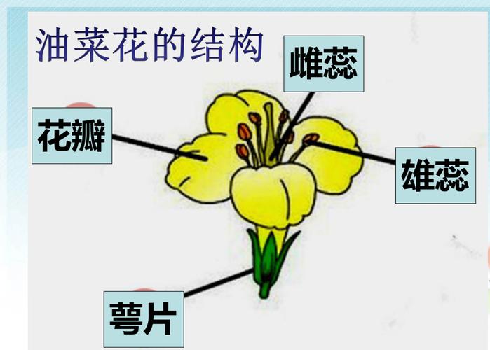 油菜花萼片结构解剖实拍图